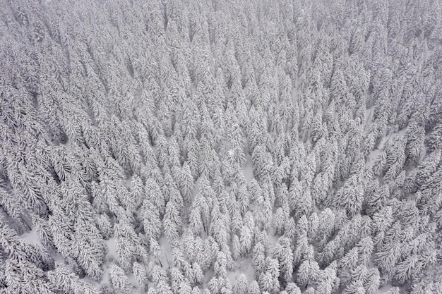 The Battle of the Bulge: Weather’s Impact on Outcome